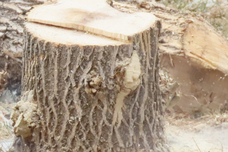 Freshly cut tree stump with sawn logs and light snow on the ground