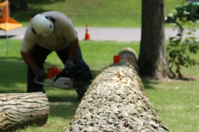 Worker with a chainsaw cutting a felled tree trunk lying on a lawn