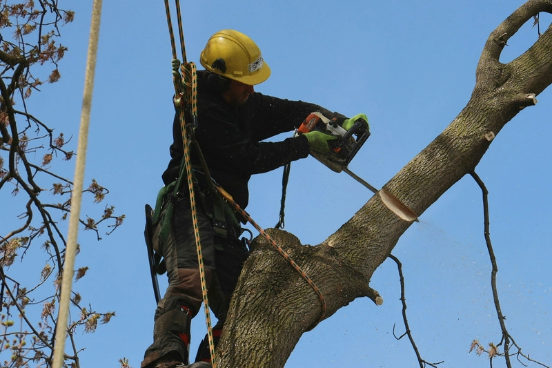 Climber in a harness and green helmet cutting a limb in the crown of an oak