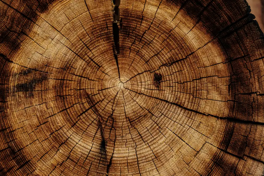 Close view of the dark growth rings in a cut tree trunk