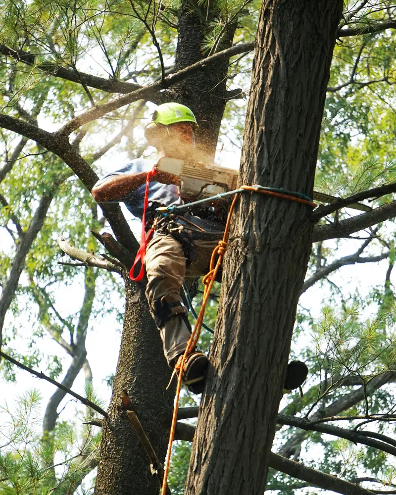Climber with a chainsaw high in a pine tree among the branches